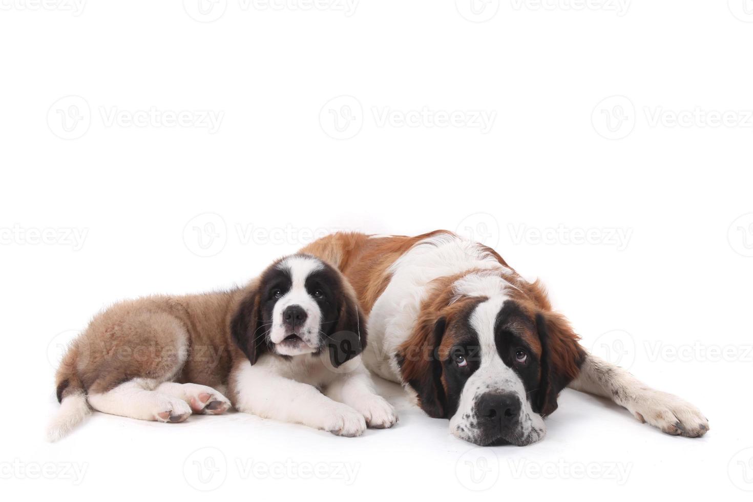 twee liefhebbende sint-bernard-puppy's samen op een witte achtergrond foto