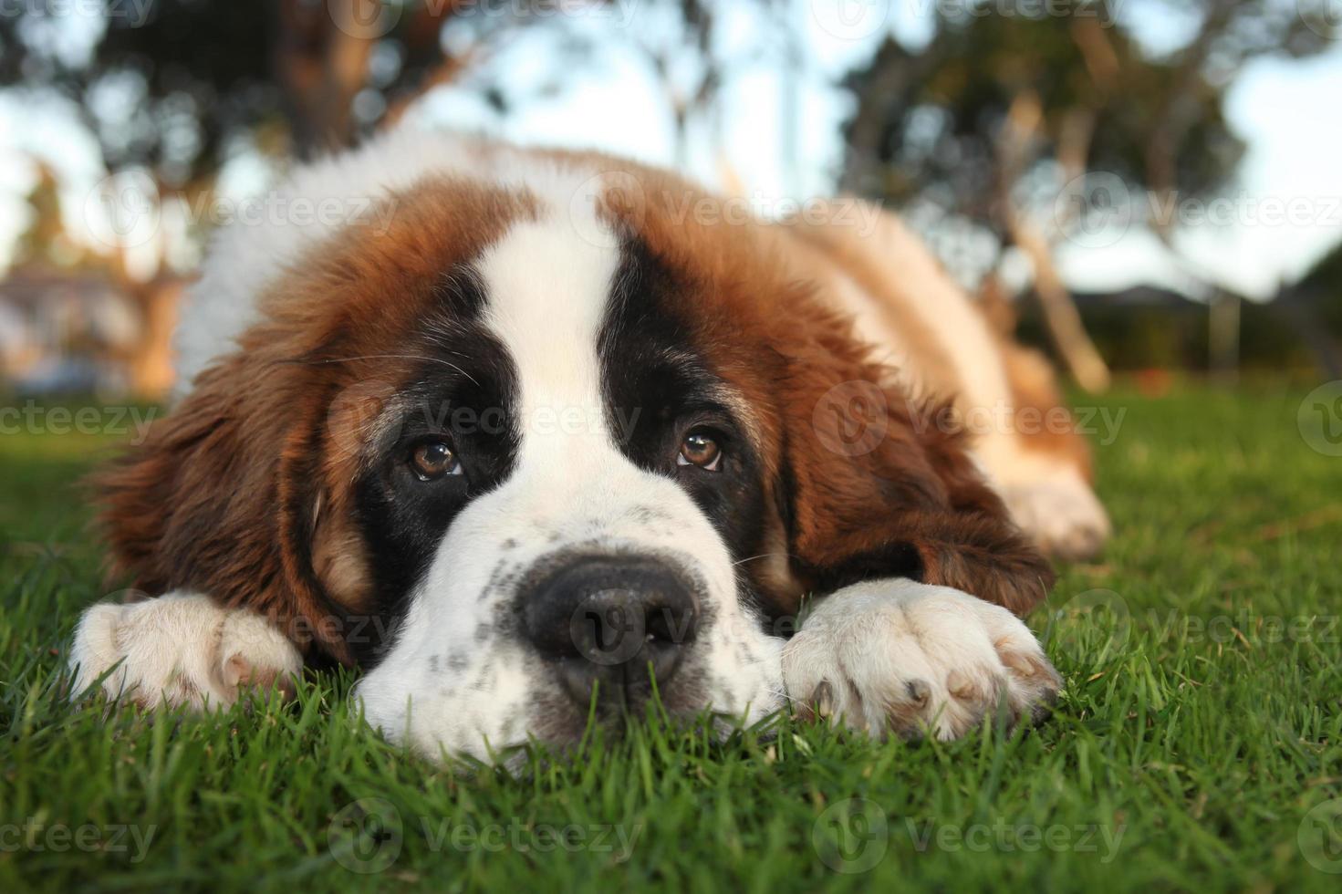 schattige sint bernard rasechte puppy foto