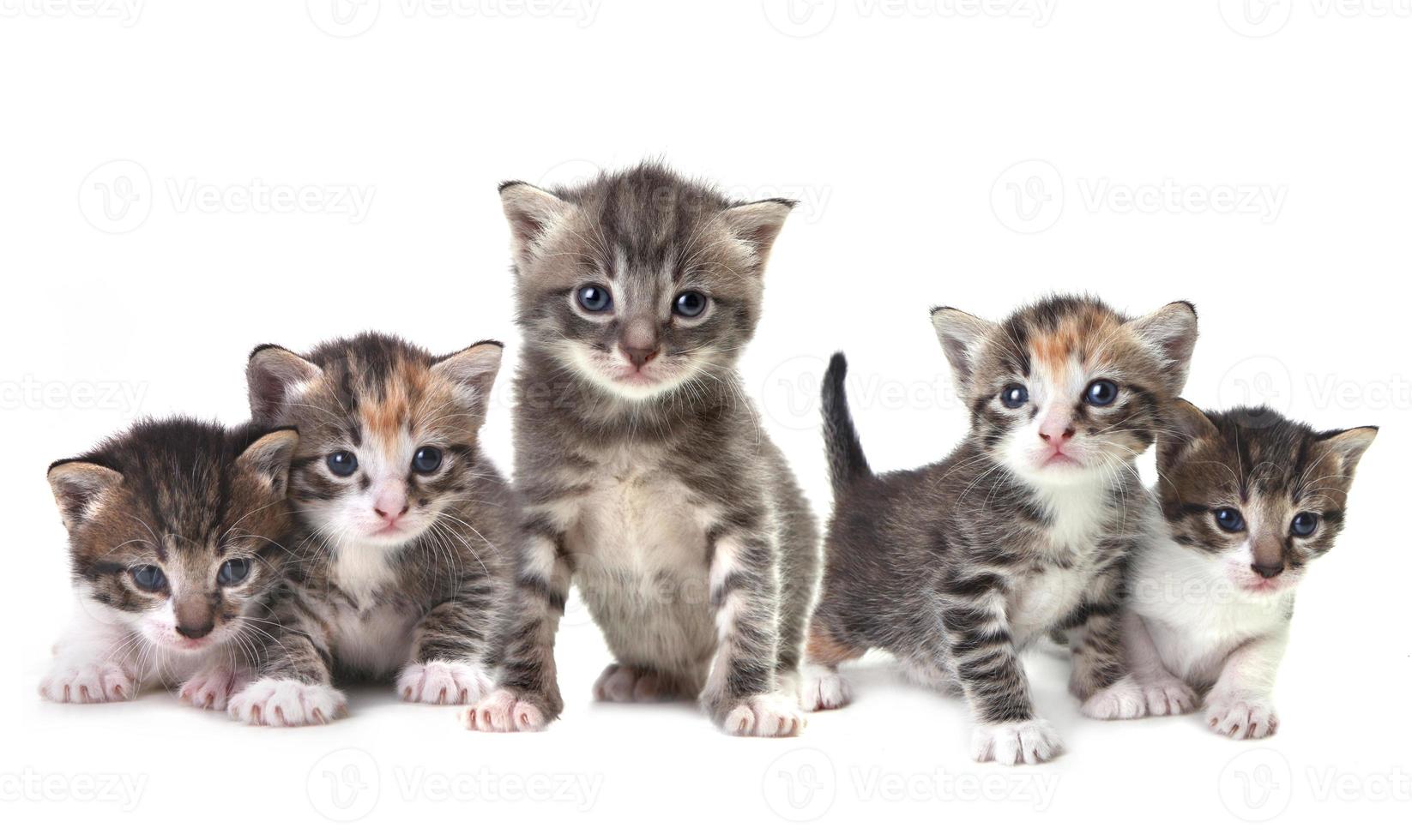 schattige pasgeboren baby kittens gemakkelijk geïsoleerd op wit foto