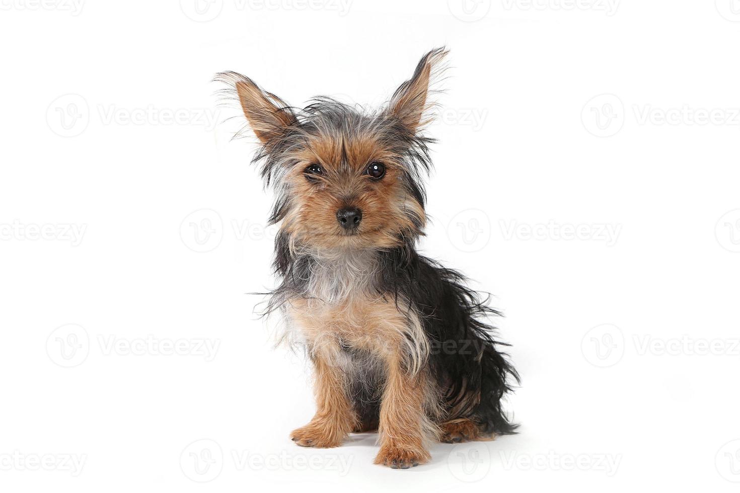 theekopje yorkshire terrier op witte achtergrond foto