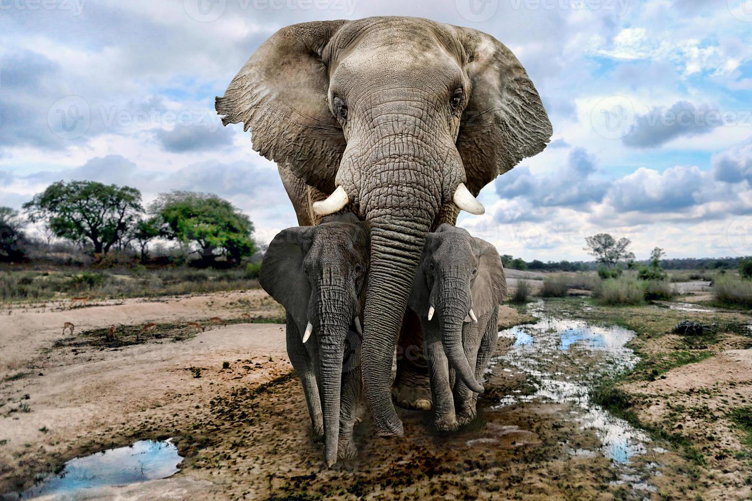 wilde afbeeldingen van Afrikaanse olifanten in Afrika foto