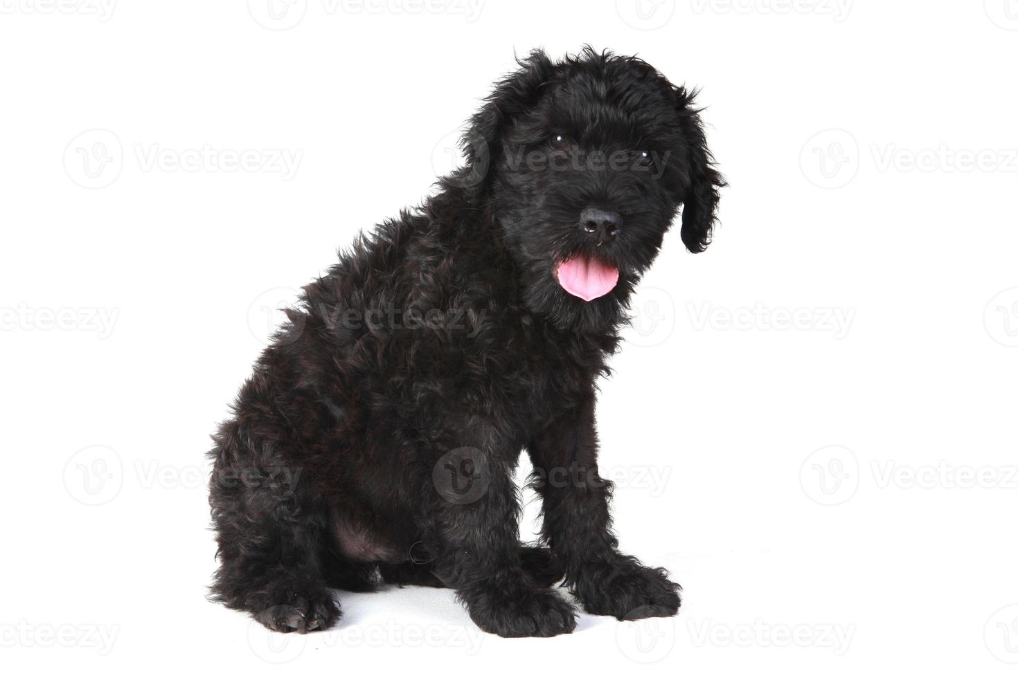 schattige zwarte Russische terriër puppy hondje op witte achtergrond foto