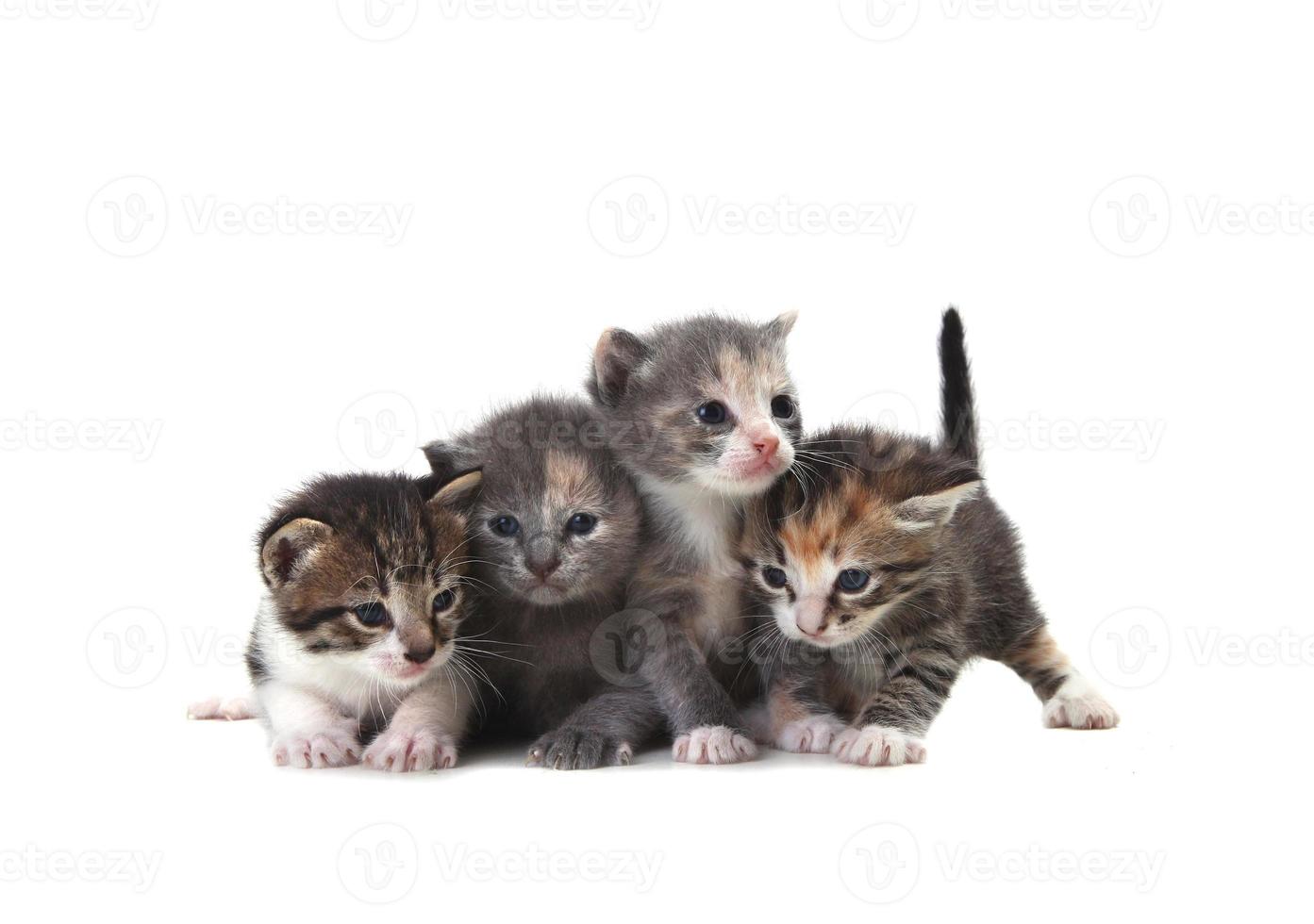 schattige pasgeboren baby kittens gemakkelijk geïsoleerd op wit foto