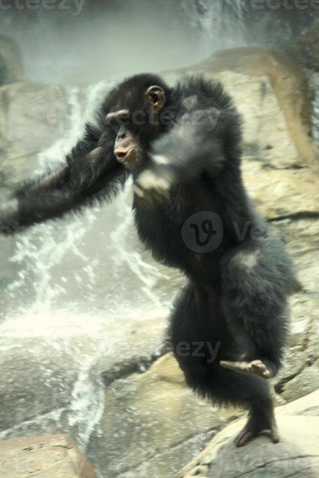 wild springende chimpansee foto