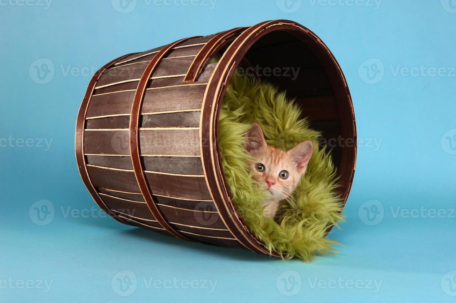 kleine oranje tabby kitten in studio foto