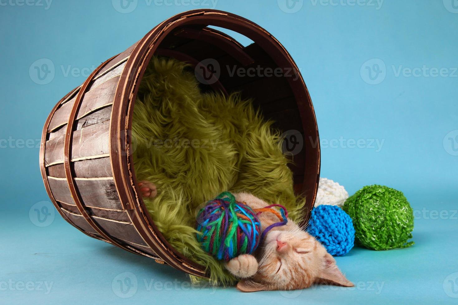 kleine oranje tabby kitten in studio foto