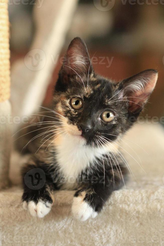 babykat zittend op speeltoren in natuurlijk licht foto