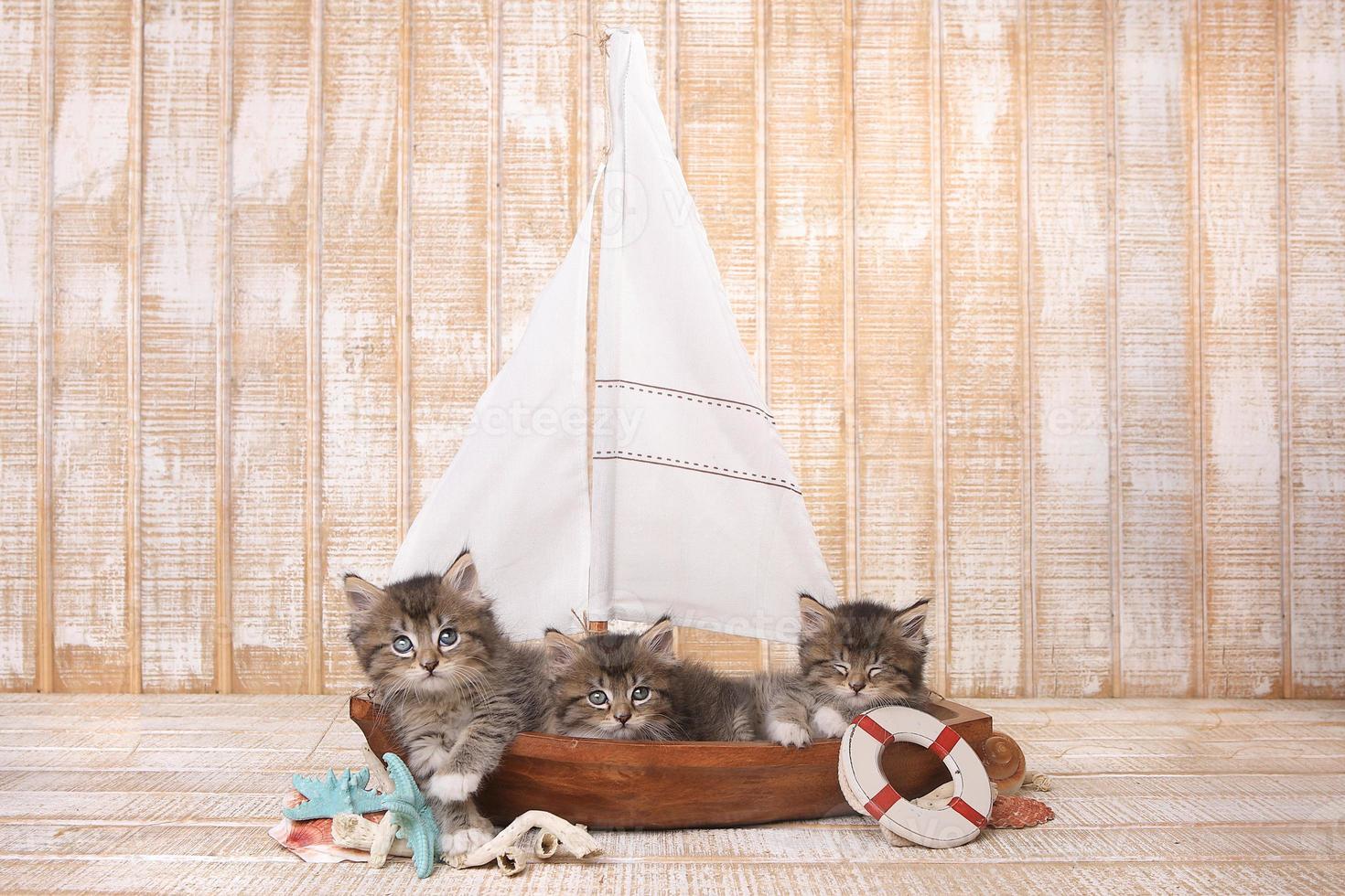 schattige kittens in een zeilboot met oceaanthema foto