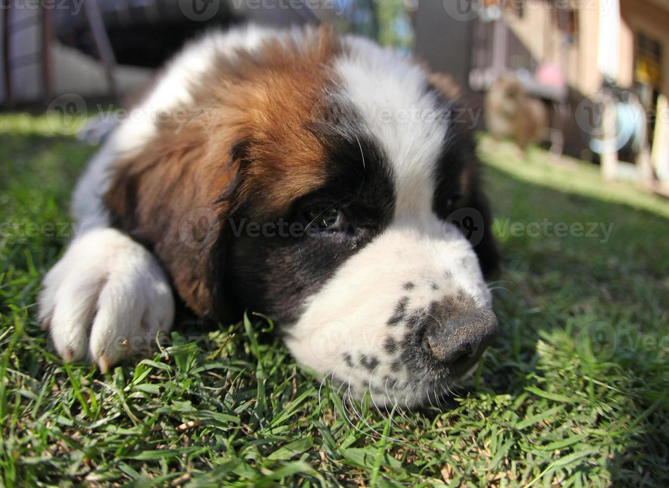 puppy die in het gras ligt en er verdrietig uitziet foto