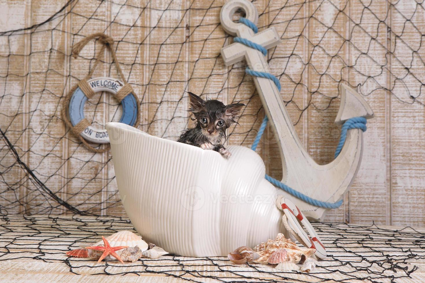 druipend nat katje op achtergrond met oceaanthema foto