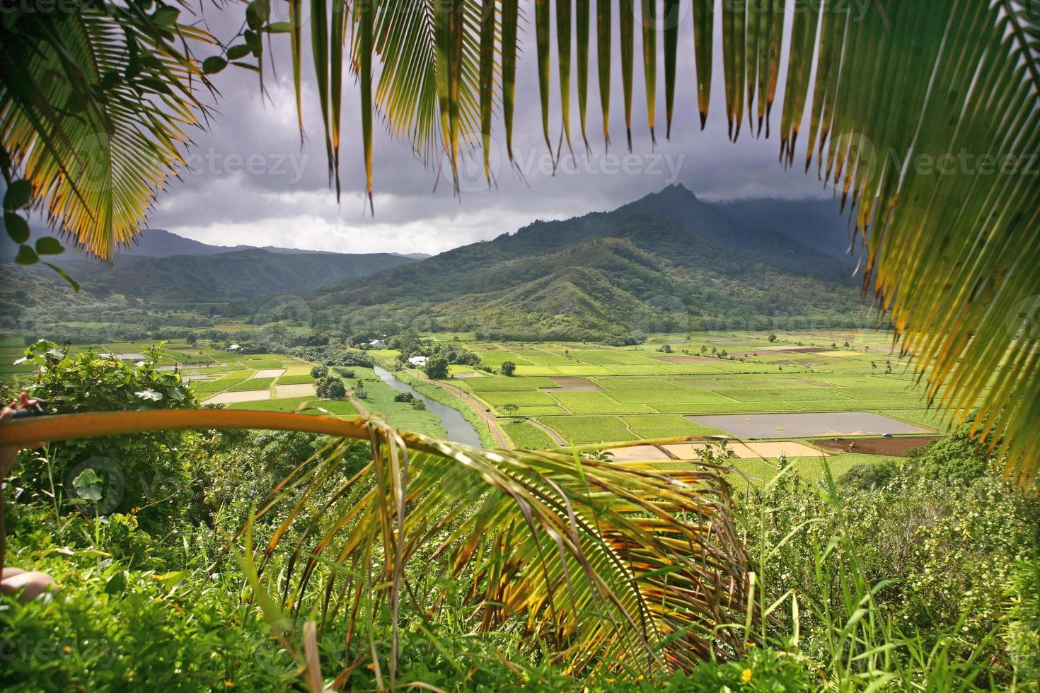 taro velden in kauai foto