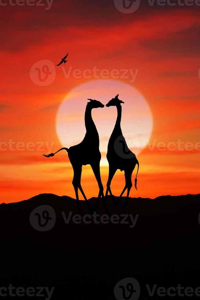 grote Zuid-Afrikaanse giraffen bij zonsondergang in Afrika foto