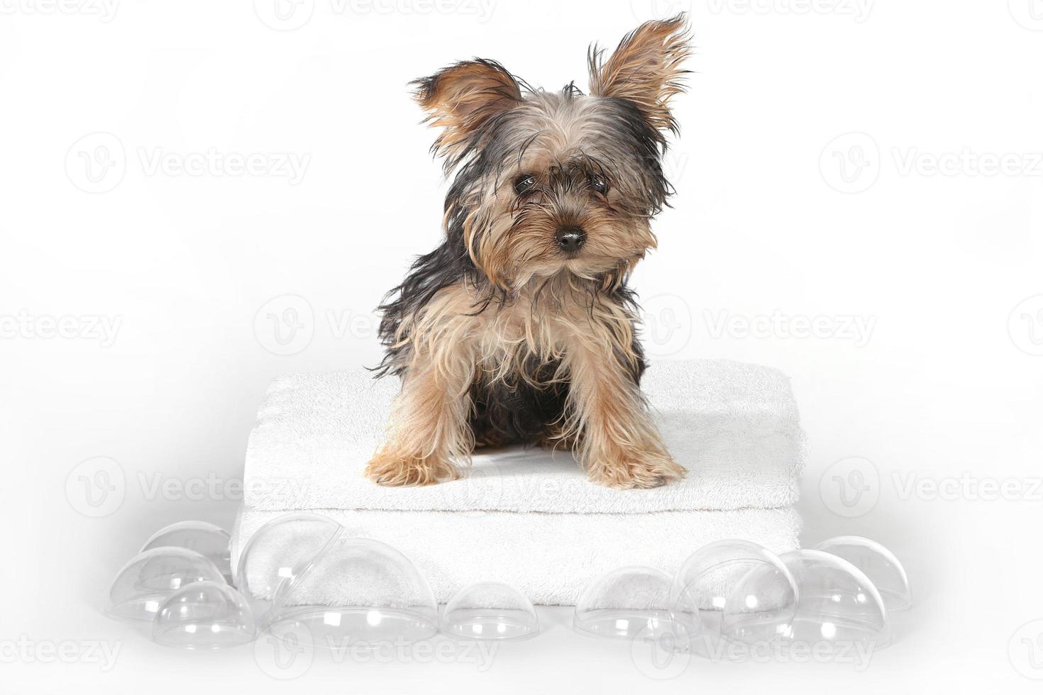 theekopje yorkshire terriers op wit baden foto