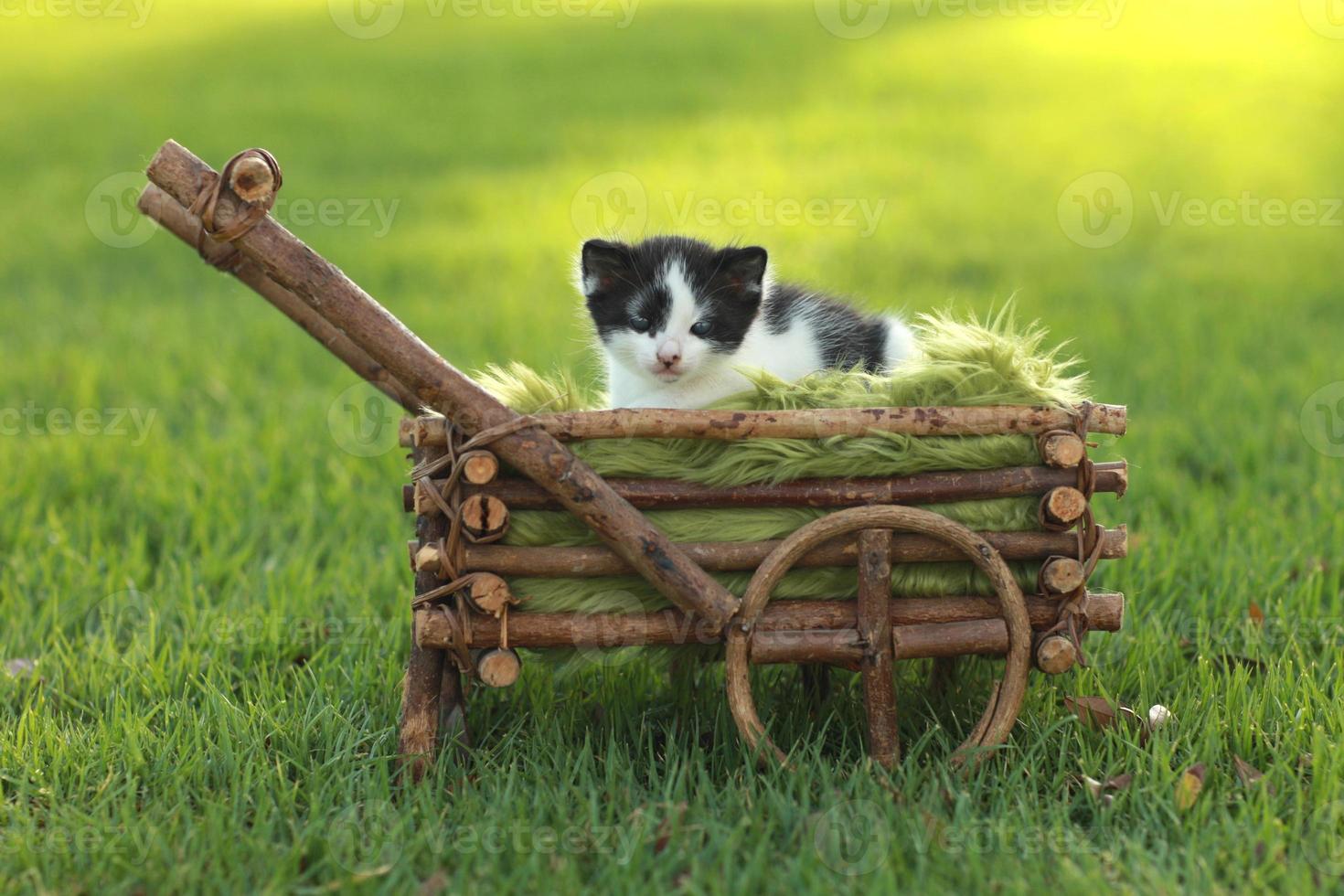 baby kitten buiten in het gras foto