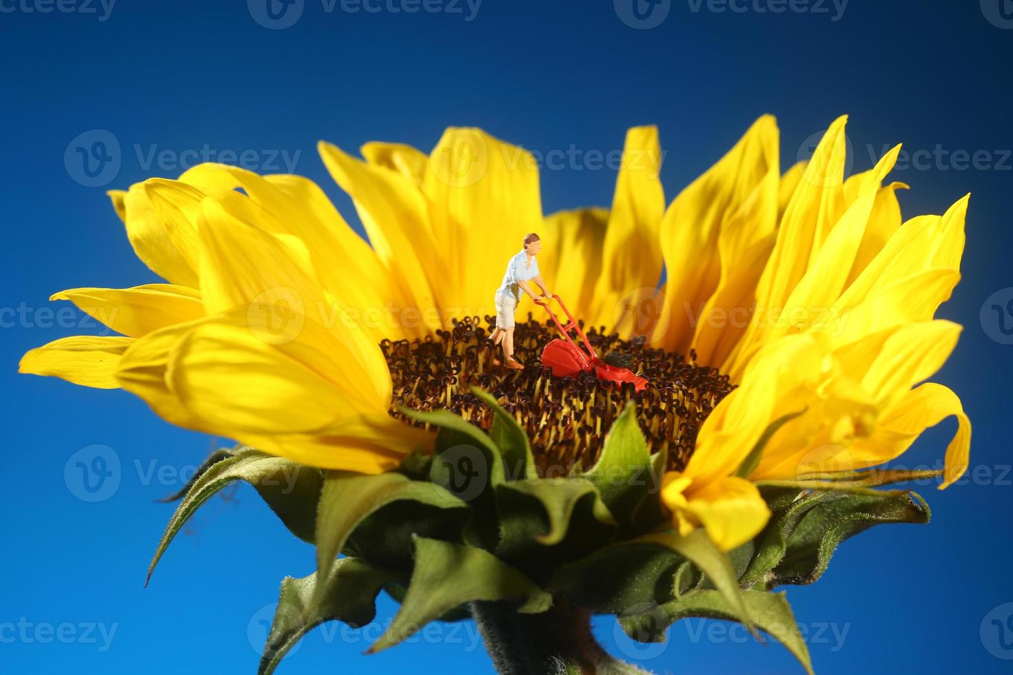 plastic persoon die gras maait op een zonnebloem foto