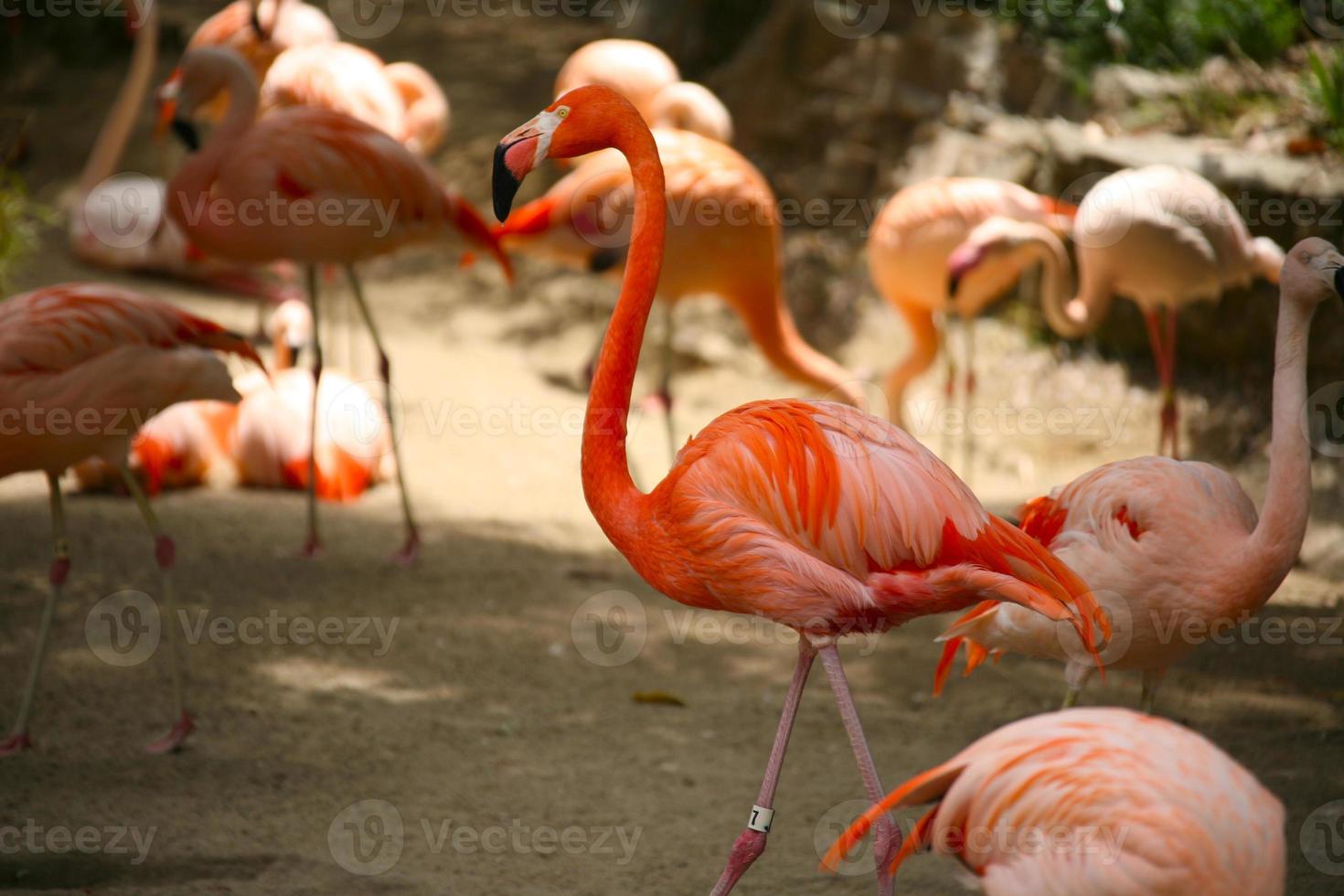oranje flamingo's buiten foto