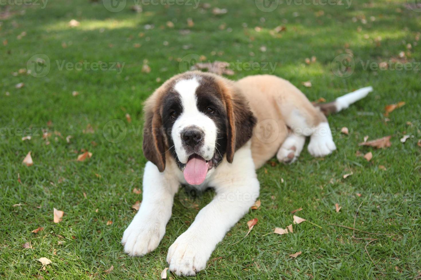 puppy hondje buiten in het gras foto