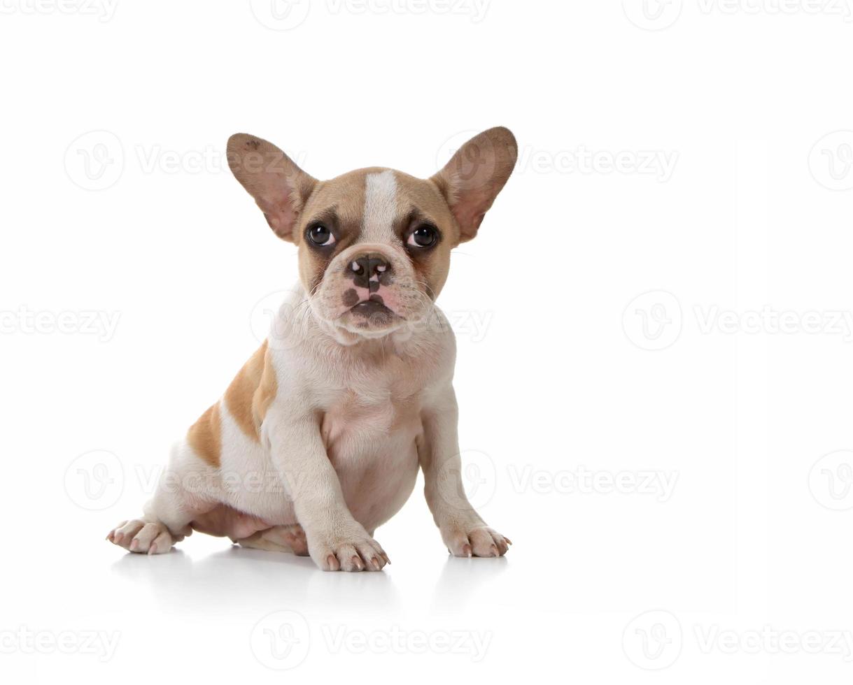 puppy hondje met schattige expressie studio opname foto