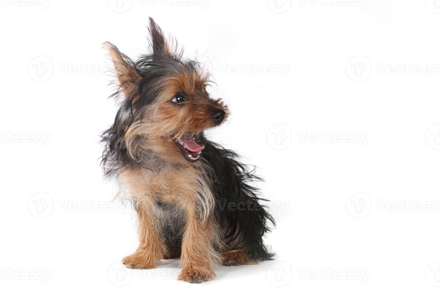 theekopje yorkshire terrier op witte achtergrond foto