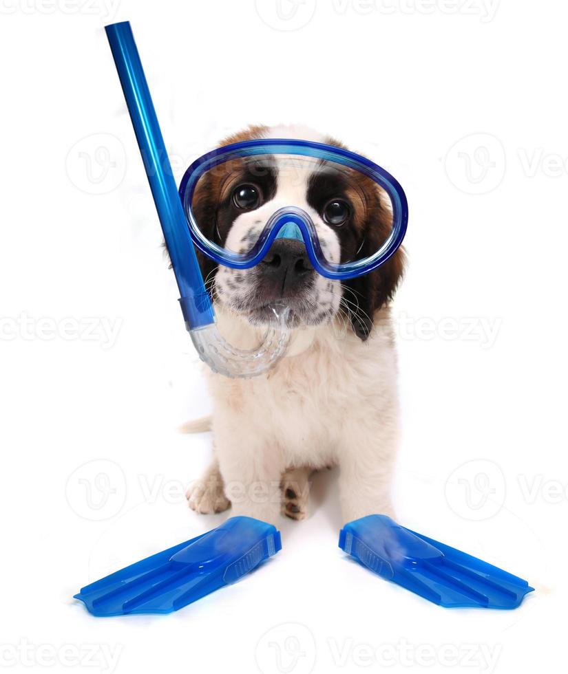 puppy die snorkeluitrusting draagt op witte achtergrond foto