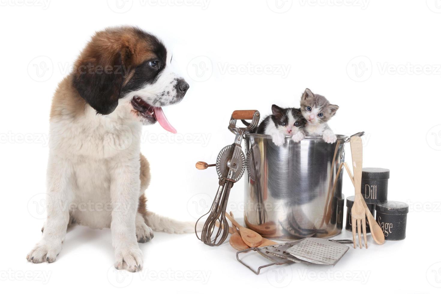 Sint-bernard kijkt naar kittens foto