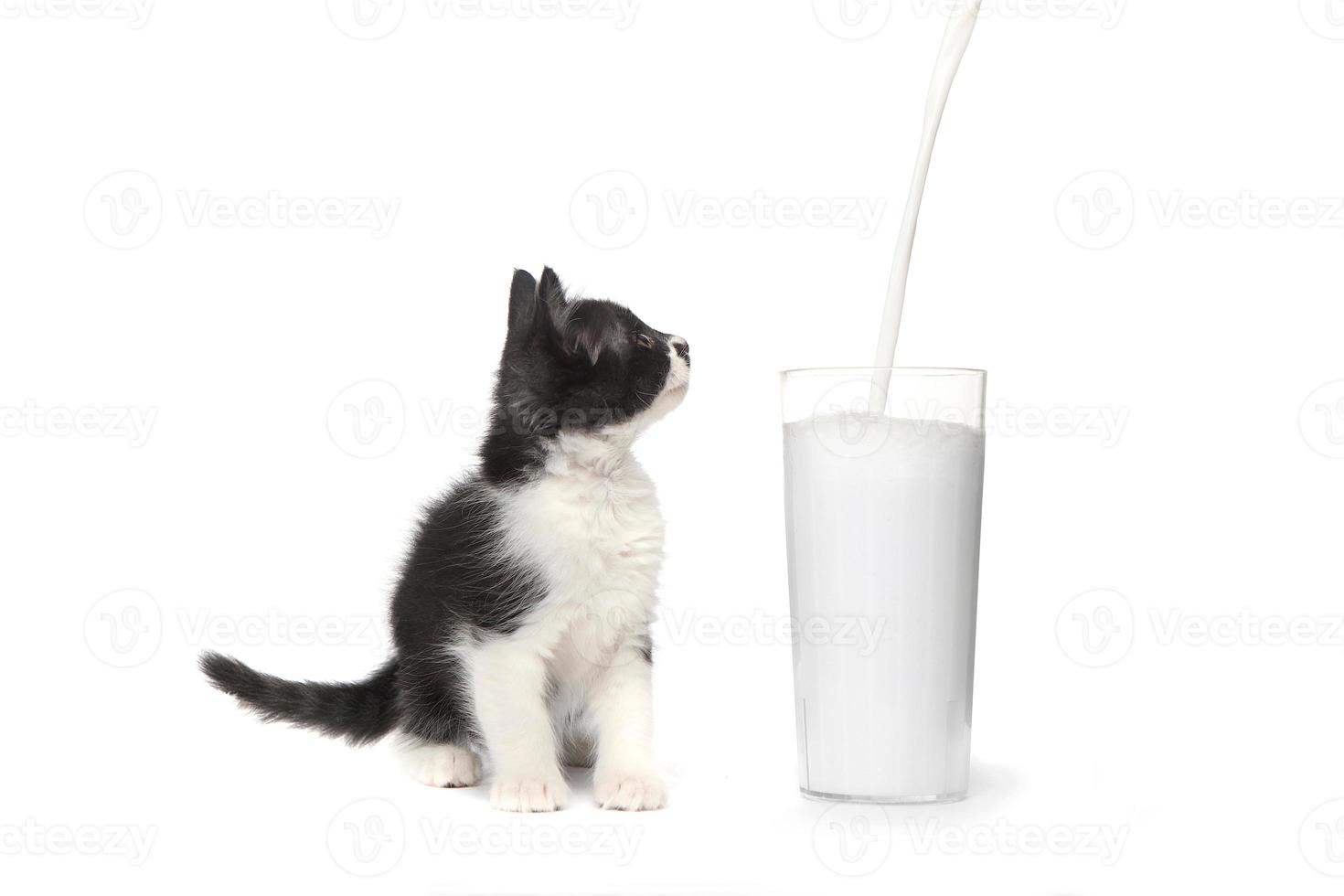 schattig katje kijken naar melk gieten in een glas foto