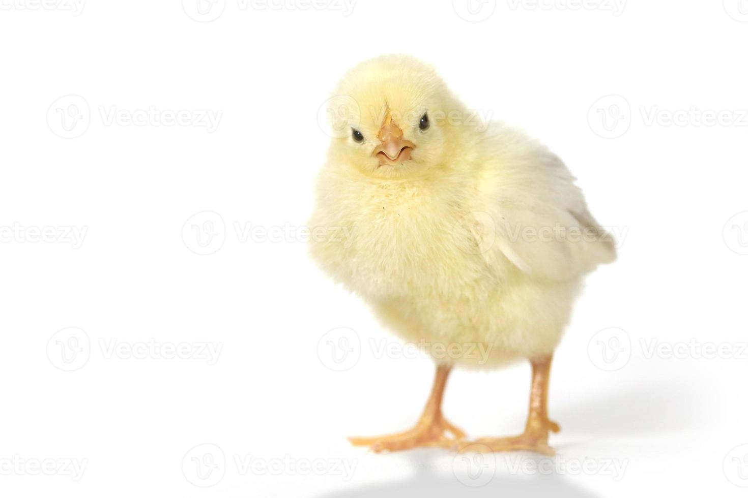 schattige baby kuiken kip op witte achtergrond foto