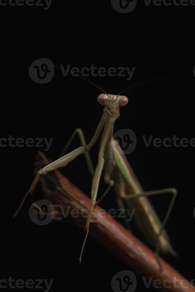 groene bidsprinkhaan op zwarte achtergrond foto