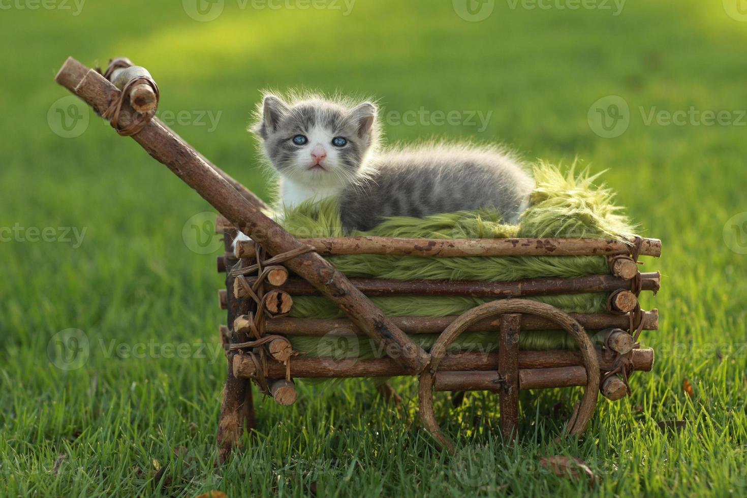 baby kitten buiten in het gras foto