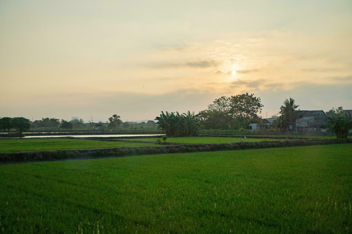 rijst- veld- met zonsondergang lucht achtergrond. foto