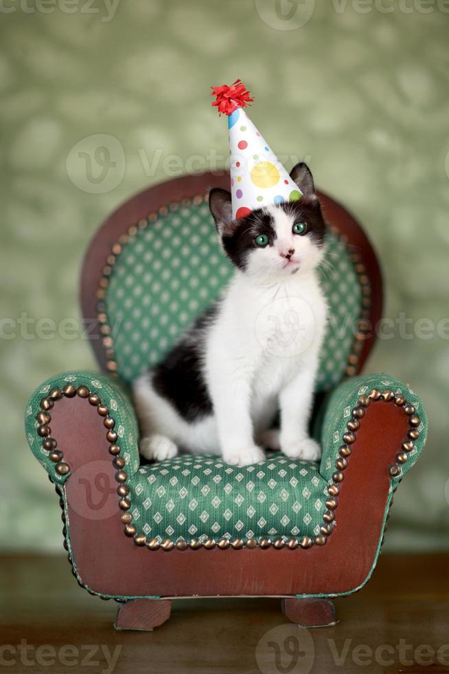 verjaardag kitten zittend in een stoel foto