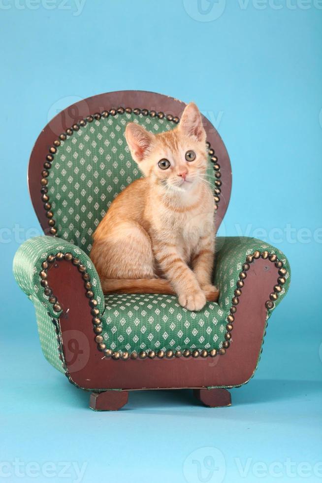 kleine oranje tabby kitten in studio foto