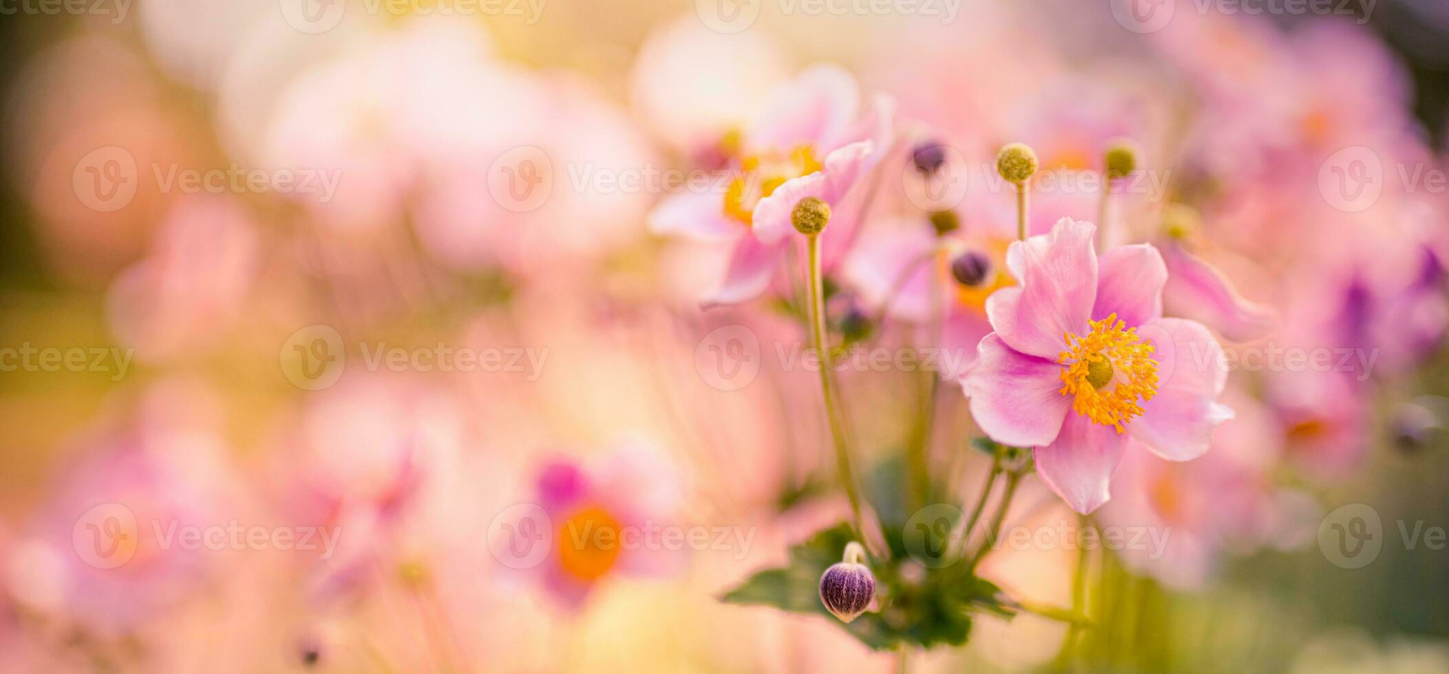 mooi wild bloemen Purper wild bloemen tuin in ochtend- nevel in natuur detailopname macro. landschap breed formaat, landschap banier net zo artistiek afbeelding. ontspannend, romantisch bloeiend bloemen, liefde romance foto