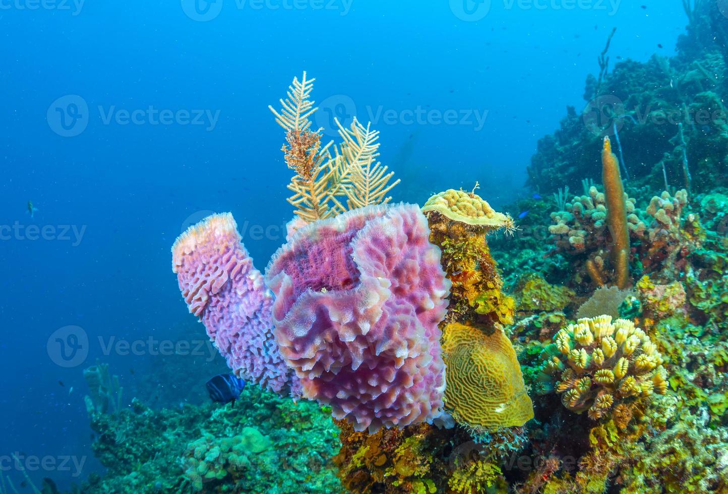 Caribische koraaltuin voor de kust van het eiland Roatan foto