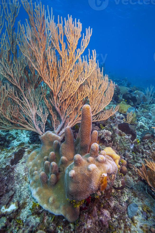 Caribische koraaltuin voor de kust van het eiland Roatan foto