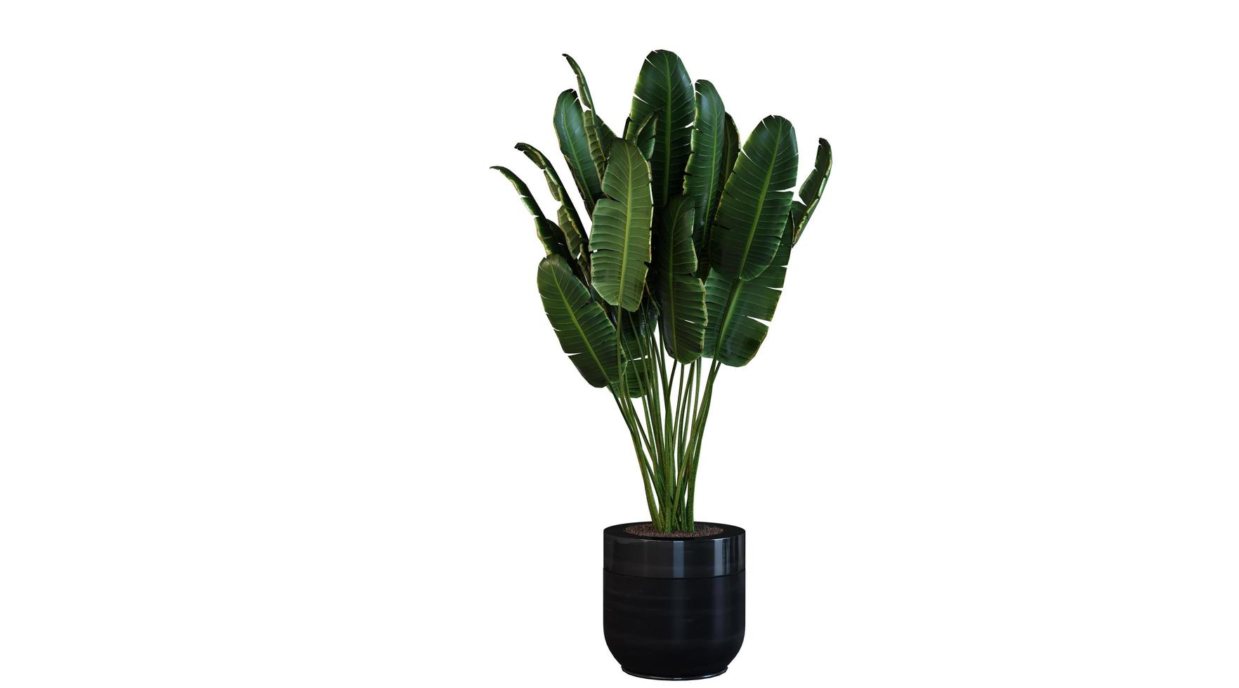 plant 3D-rendering foto