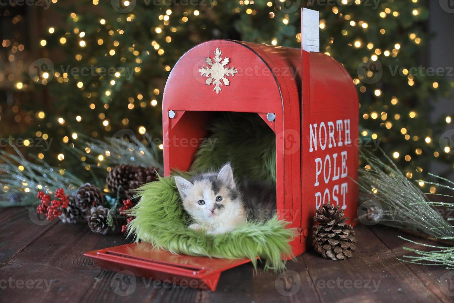 lief katje met kerst foto