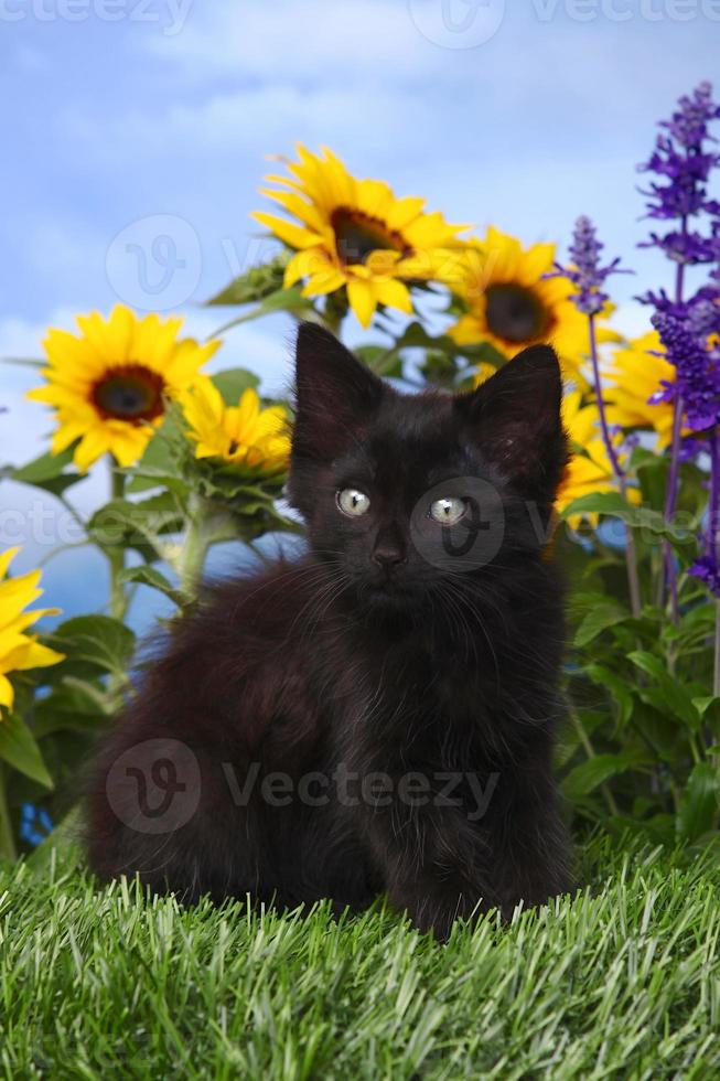 schattig zwart katje in de tuin met zonnebloemen en salvia foto