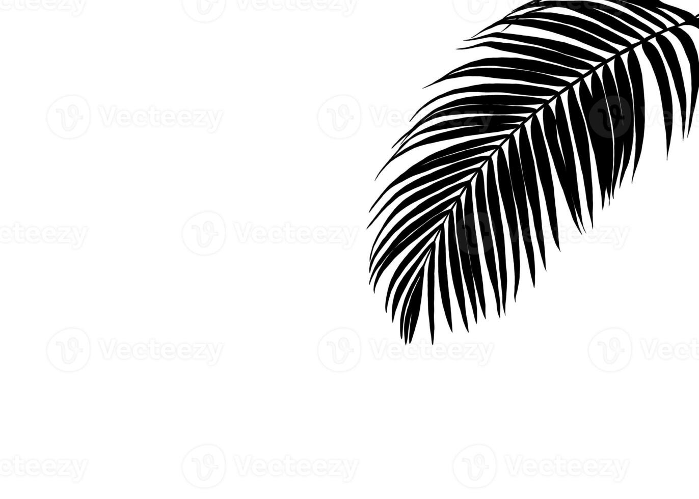 zwart kokosnoot blad, palm blad silhouet, een areca noot bladeren Aan wit achtergrond, hand- getrokken, voor decoratie. foto