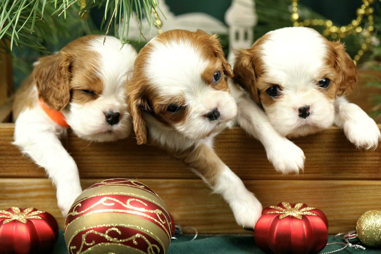 schattig klein cavalier koning Charles spaniel puppy's met Kerstmis decoraties foto