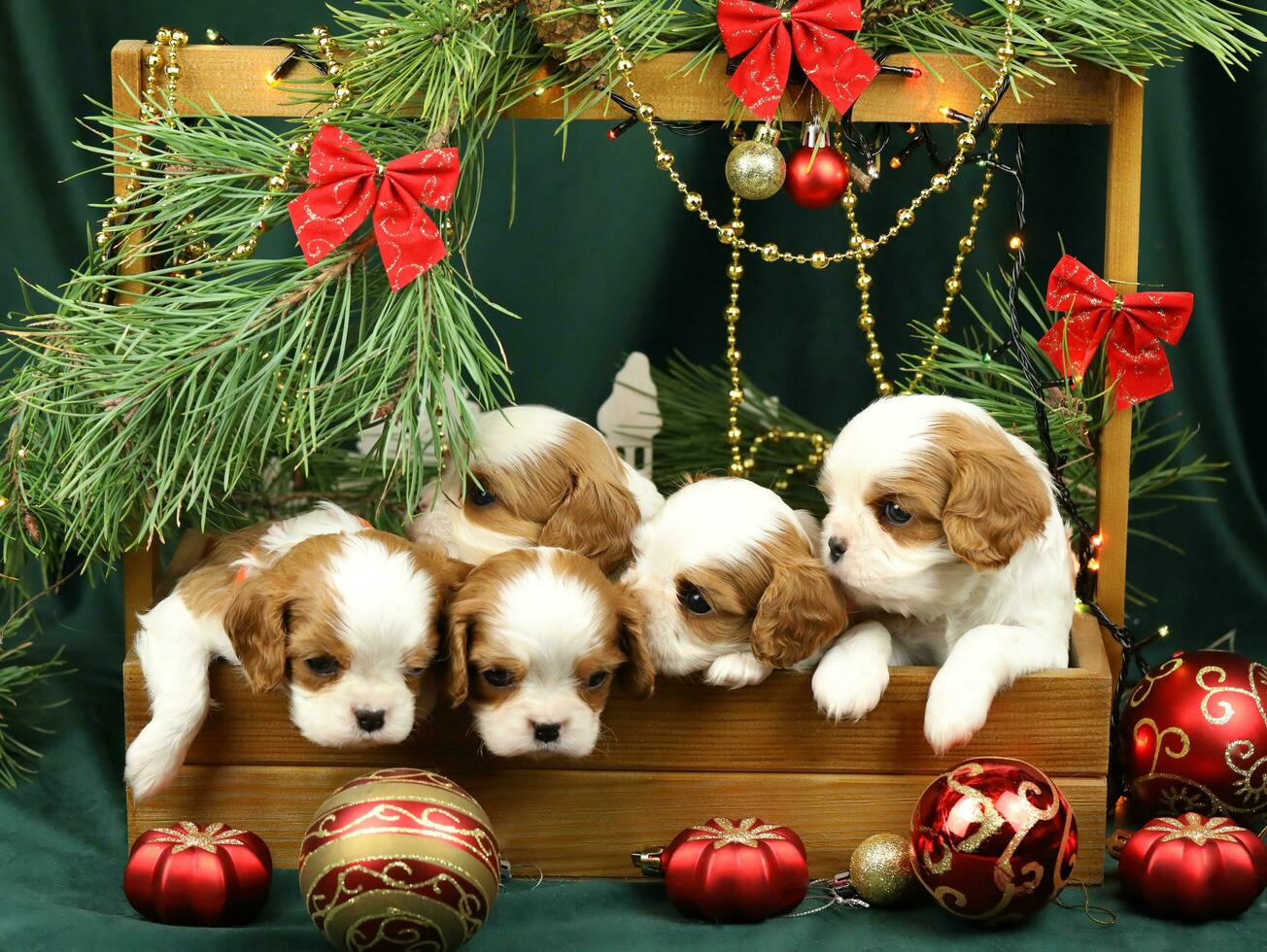 schattig klein cavalier koning Charles spaniel puppy's met Kerstmis decoraties foto