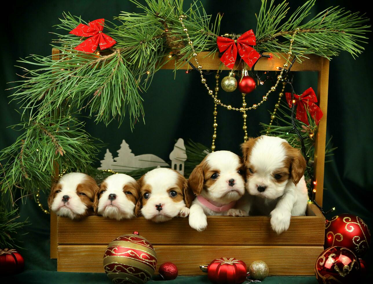 schattig klein cavalier koning Charles spaniel puppy's met Kerstmis decoraties foto