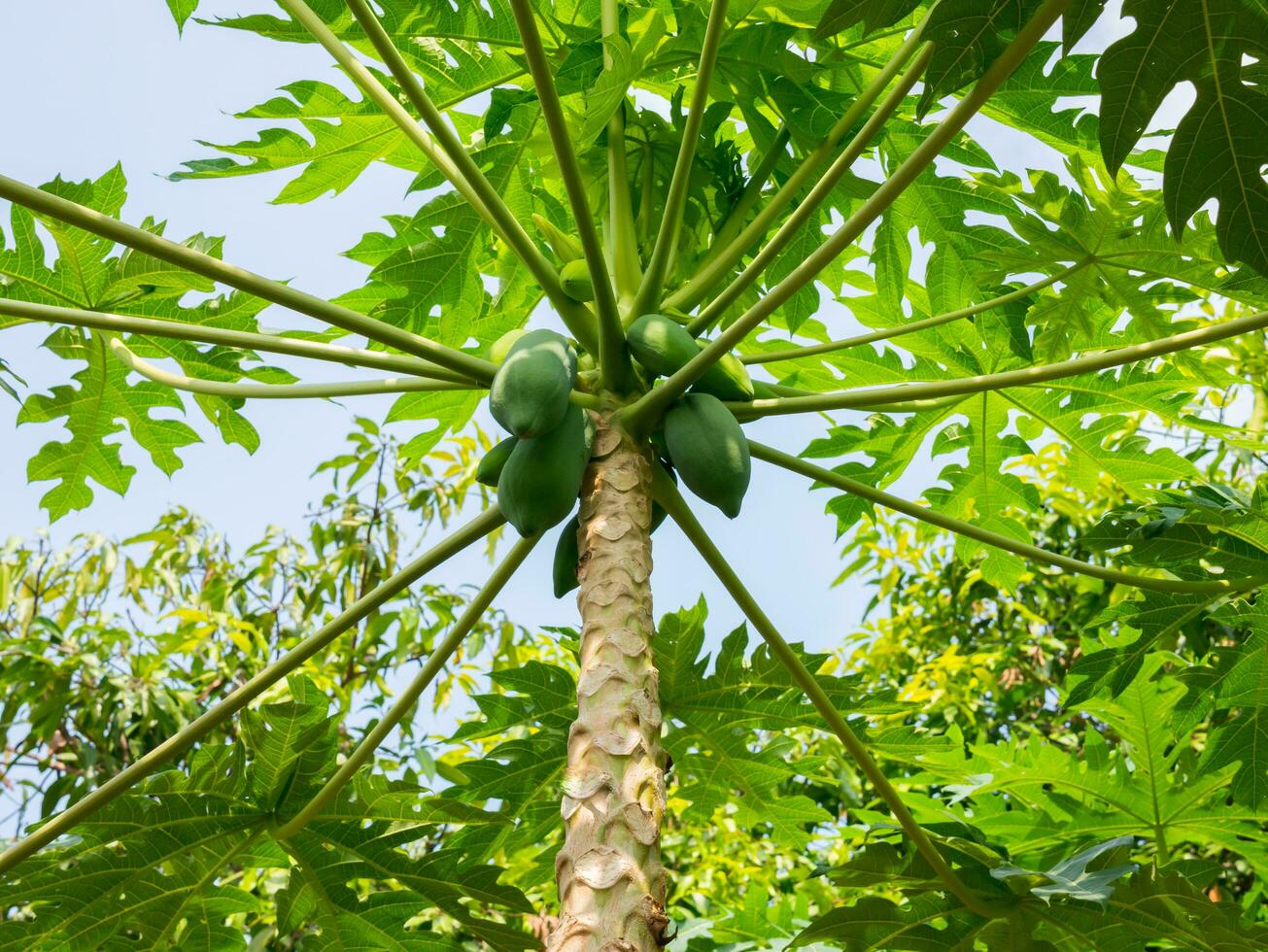 biologisch groen papaja fruit boom foto