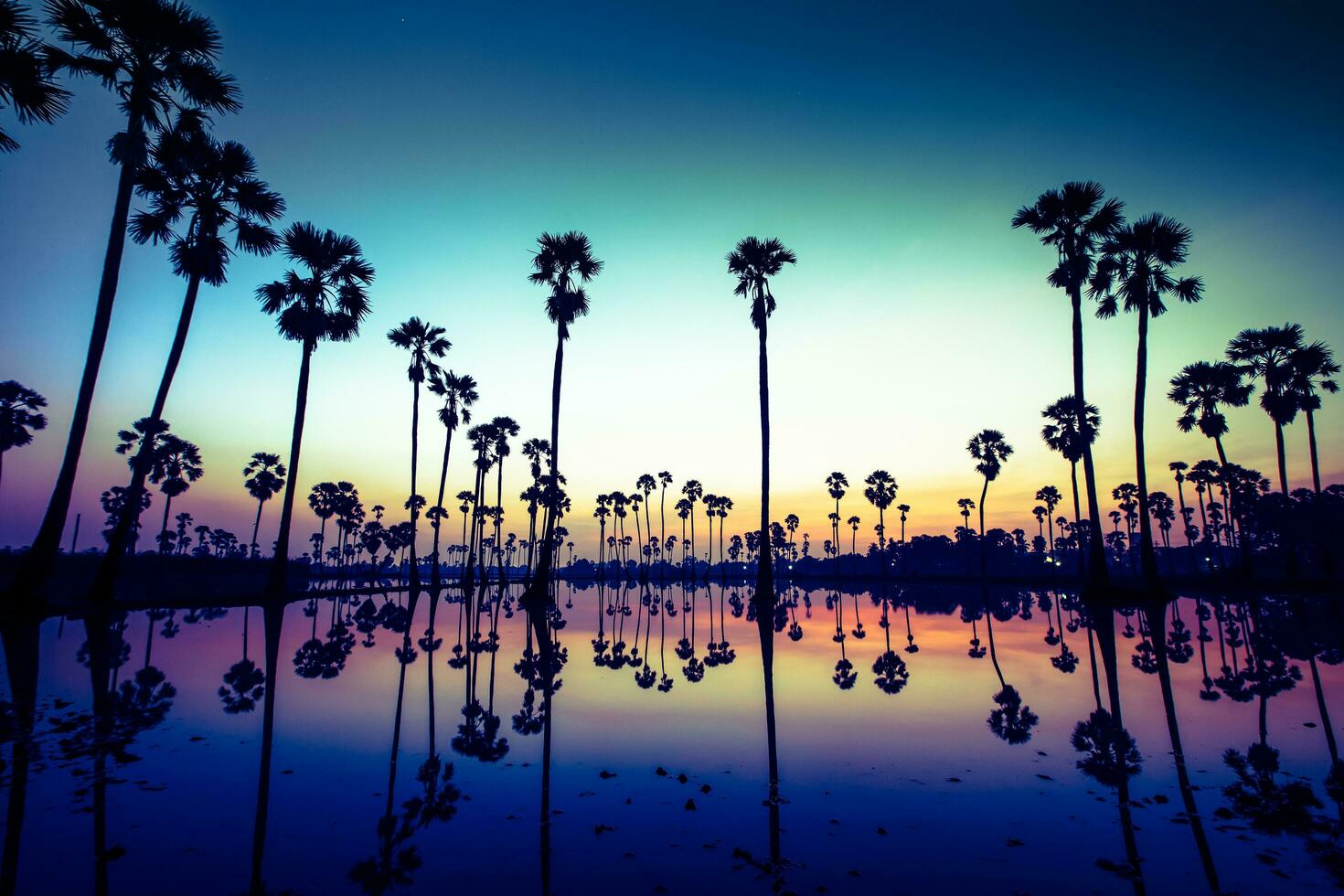 palm bomen zijn reflecterend Aan water Bij zonsopkomst foto