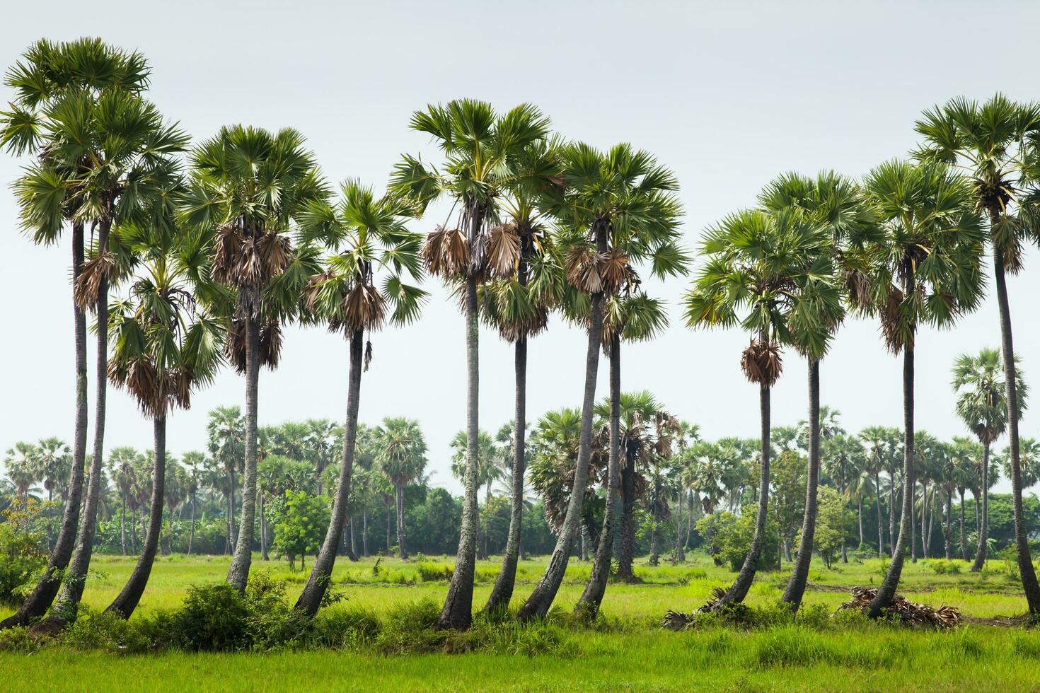 grog palm boom Aan groen veld- foto