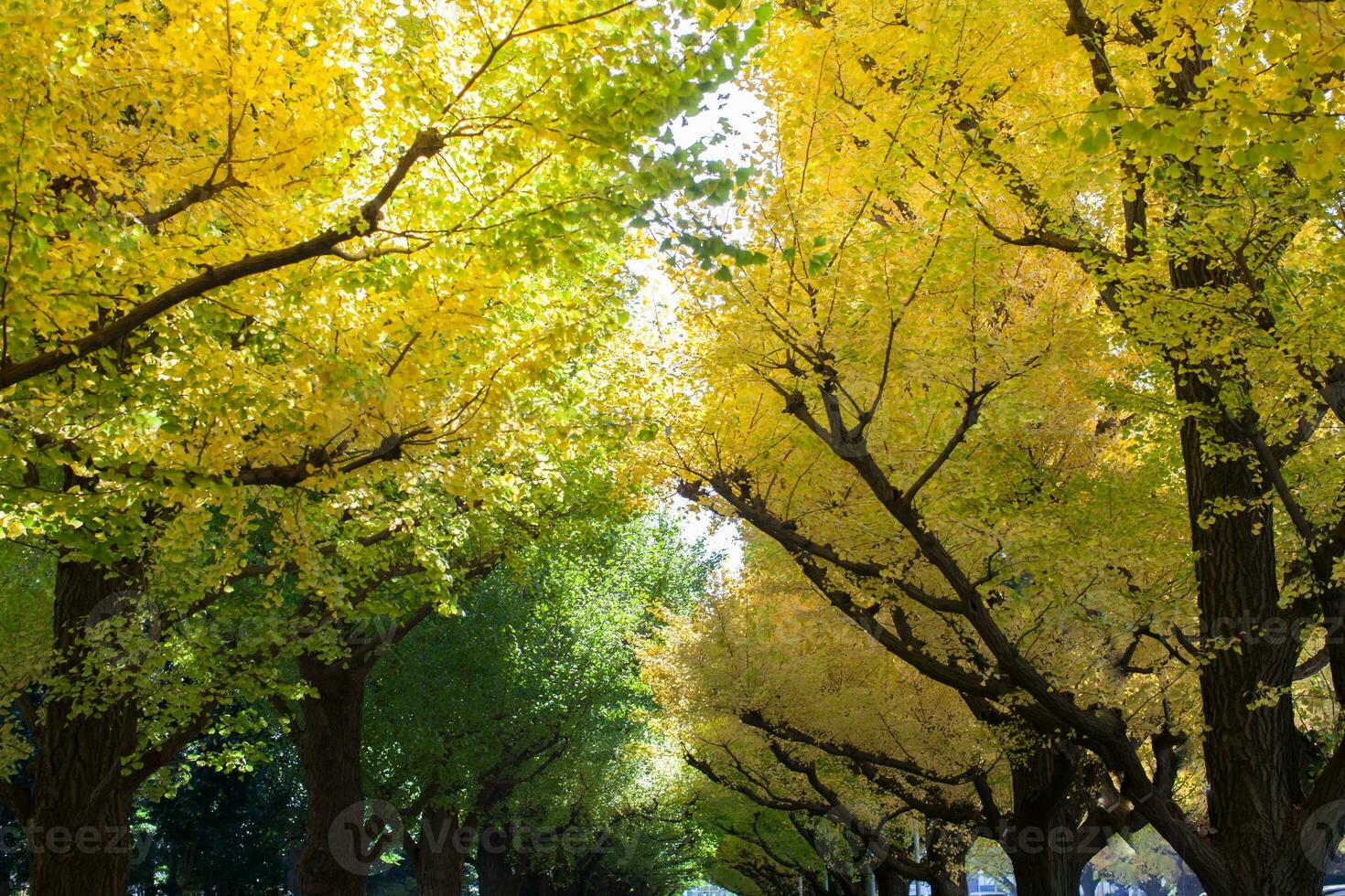 kleurrijk van boom in herfst seizoen foto