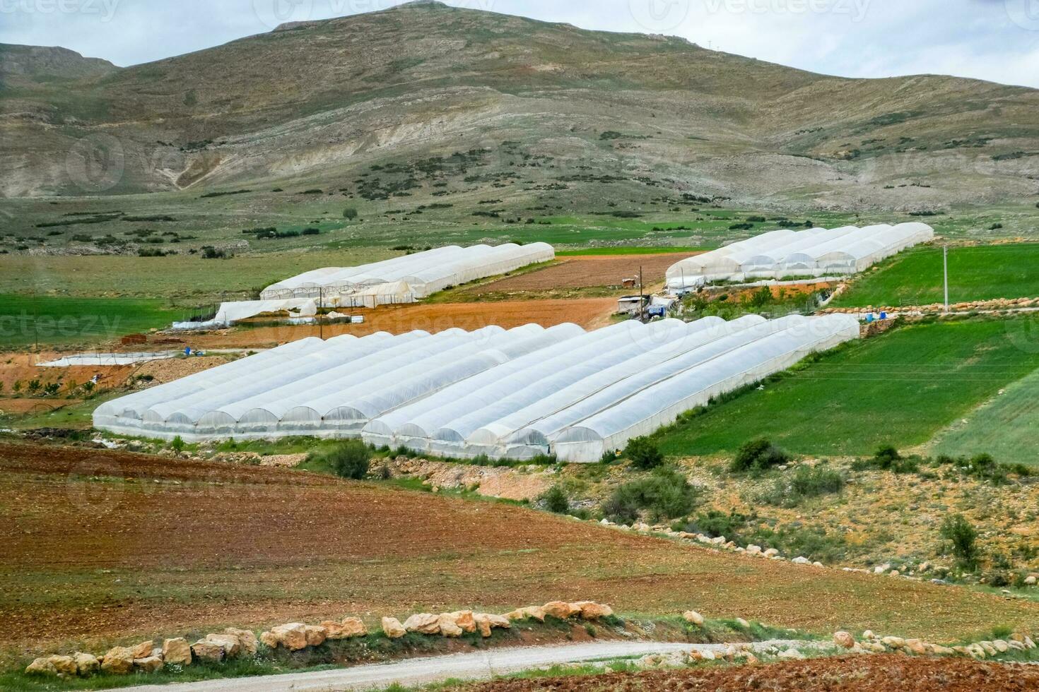 tomaat planten groeit binnen groot industrieel serre. industrieel landbouw. foto