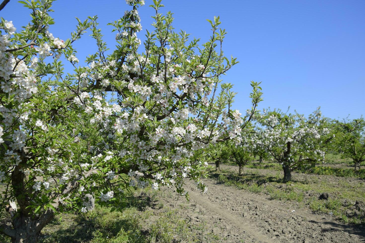 bloeiend appel boomgaard. volwassen bomen bloeien in de appel boomgaard. fruit tuin foto
