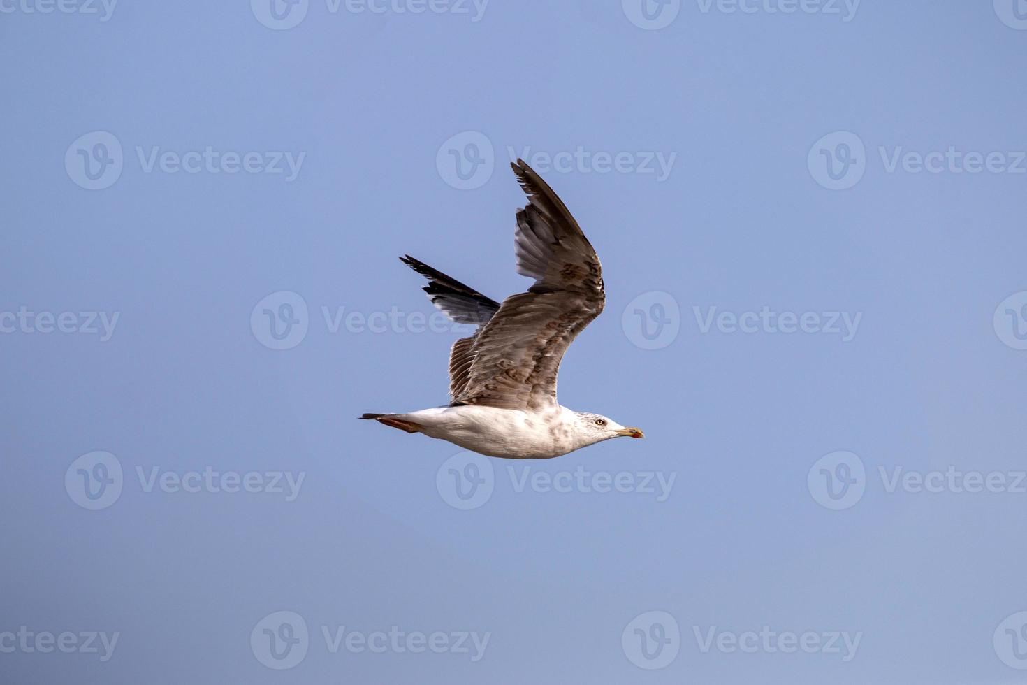 meeuw in volle vlucht foto