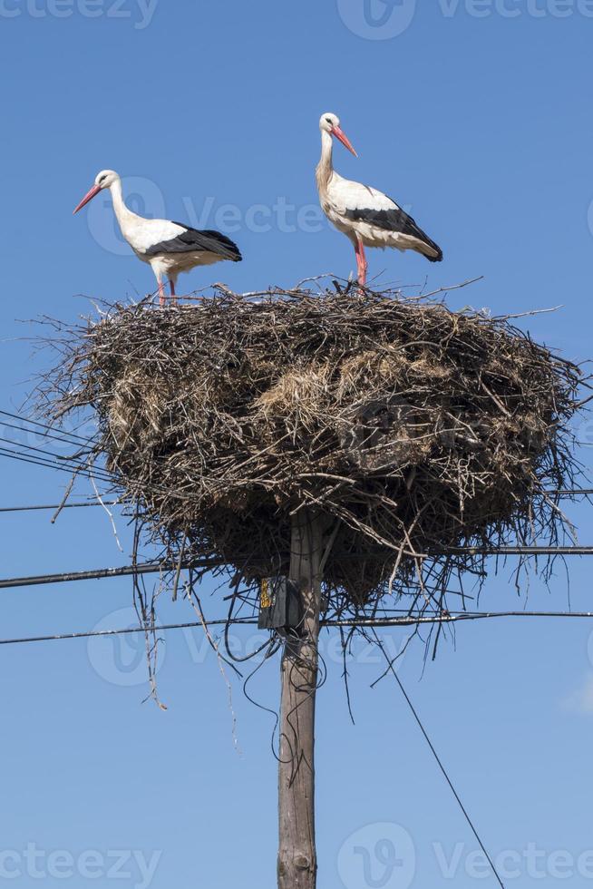 twee witte ooievaars op het nest foto